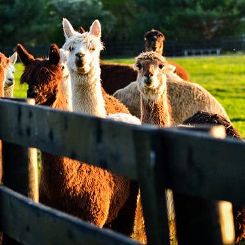 Kentucky Alpaca & Llama's at Maple Hill Manor Bed and Breakfast