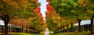 Where to Find the Best Fall Foliage Near Bardstown KY 1