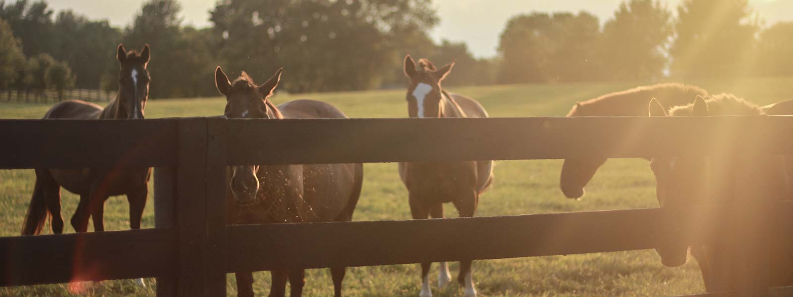 Friendly horses await at our romantic Bed and Breakfast in Kentucky, where you'll find plenty of the top romantic things to do in Kentucky nearby