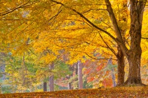 Gorgeous foliage at Bernheim, one of the best things to do in Bardstown this fall