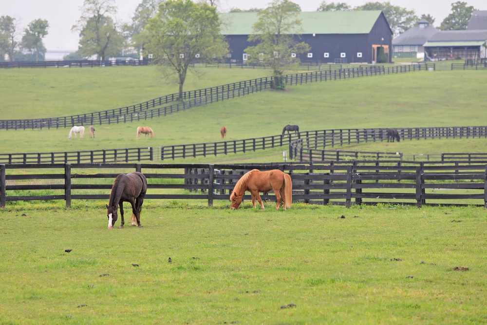 After visiting the Kentucky Derby Museum, don't miss visiting the horses and more at the Kentucky Horse Park