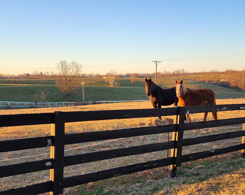 Horse Farm in Kentucky at dawn