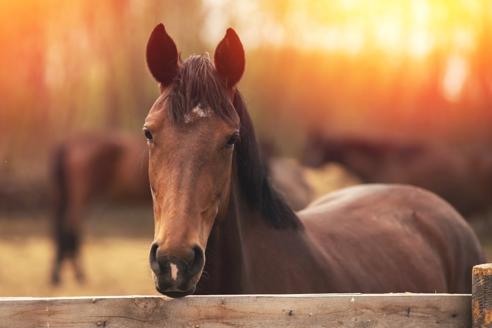 A young brown stallion looks over the fence at twilight on our Horse Farm near Louisville.