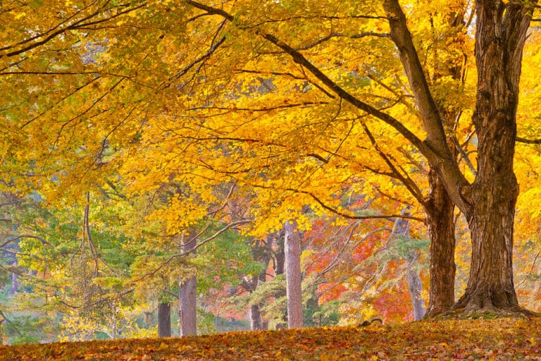 Gorgeous fall foliage at Bernheim Arboretum & Research Forest in Kentucky