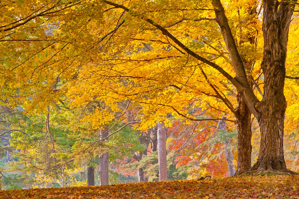 Gorgeous fall foliage at Bernheim Arboretum & Research Forest in Kentucky