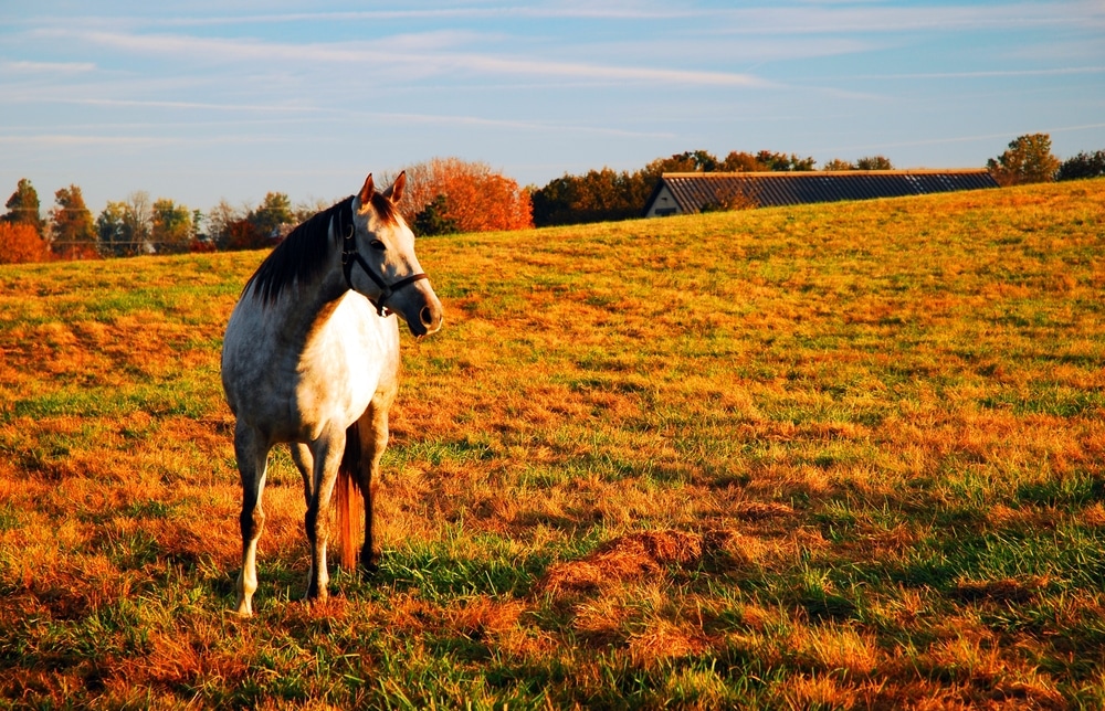 A white horse stands in a pasture on a pasture in one of the Kentucky Horse Farms near our B&B.