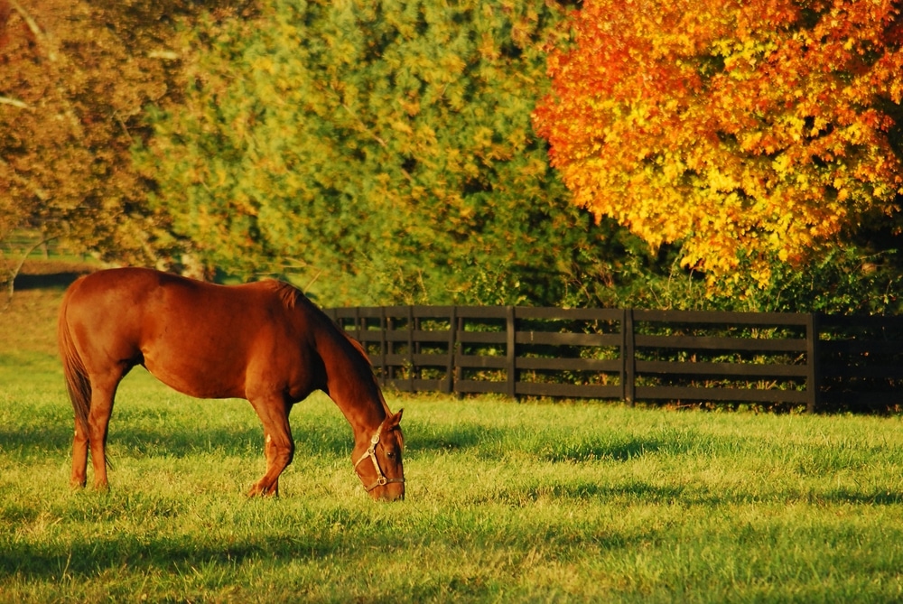 A bornw horse grazes in pasture, fall foliages at one of the Kentucky Horse Farms near our B&B.